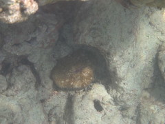Lobactis scutaria