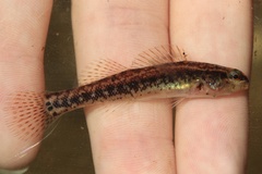 Sawcheek Darter photo 1