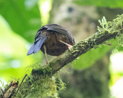 Phaenostictus mcleannani