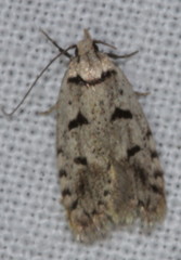 Scatochresis episema