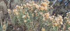 Ericameria pinifolia
