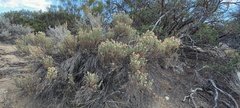 Ericameria pinifolia