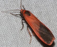 Scoliacma bicolora