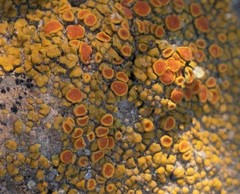 Polycauliona bolacina