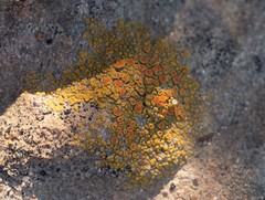 Polycauliona bolacina
