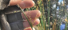 Juncus balticus ater