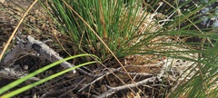 Juncus balticus ater