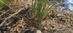 Juncus balticus ater