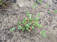 Chorizanthe cuspidata cuspidata