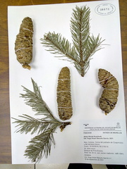 Abies flinckii