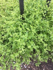 Stellaria media