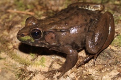 Green Frog photo 4