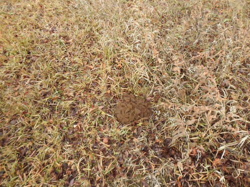Plains Pocket Gopher