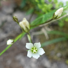 Gentianella polysperes
