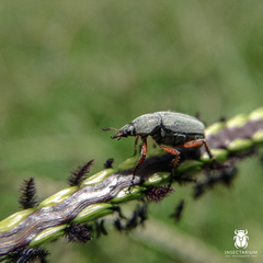 Macrodactylus mexicanus