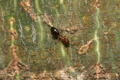 Colobopsis macrocephala