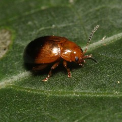 Nisotra bicolorata