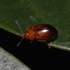Nisotra bicolorata