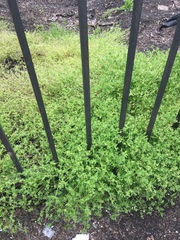 Stellaria media