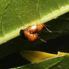 Nisotra bicolorata