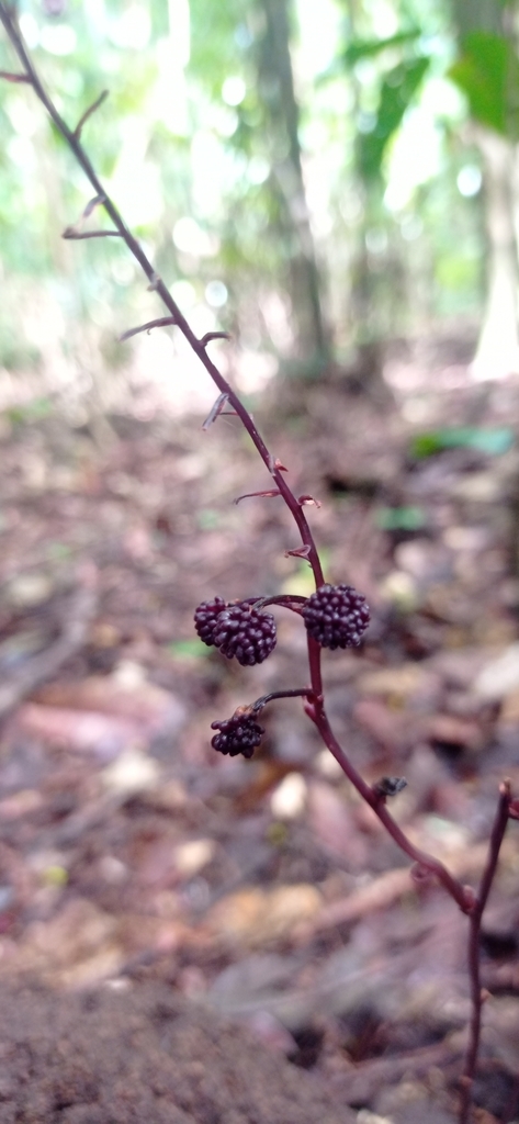 Sciaphila purpurea