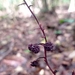 Sciaphila purpurea - Photo (c) D.F.Silva, some rights reserved (CC BY-NC), uploaded by D.F.Silva