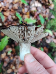 Russula inquinata