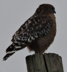 Buteo lineatus
