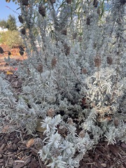 Lavandula lanata
