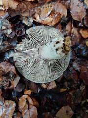 Russula inquinata