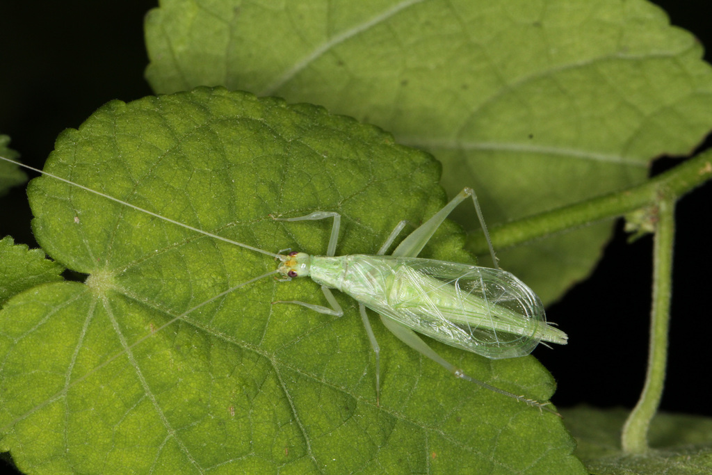 Alexander's tree cricket