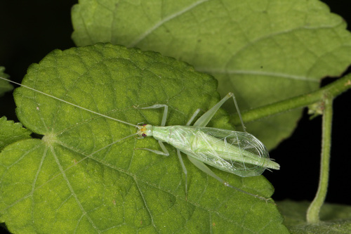 Alexander's tree cricket