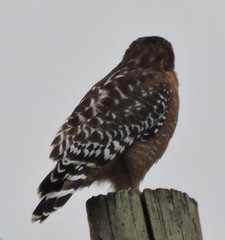 Buteo lineatus