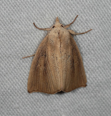 Lophocalama neuritis