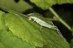 Oecanthus alexanderi
