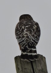 Buteo lineatus