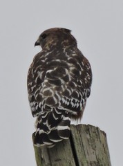 Buteo lineatus