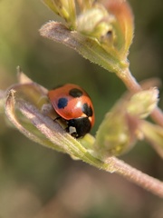 Coccinella septempunctata