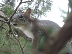 Sciurus griseus