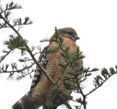 Buteo lineatus