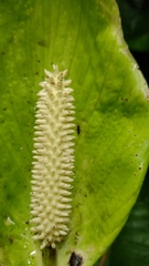 Spathiphyllum cochlearispathum