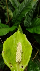 Spathiphyllum cochlearispathum