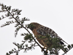 Buteo lineatus