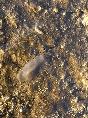Leptoplanoidea