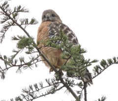 Buteo lineatus
