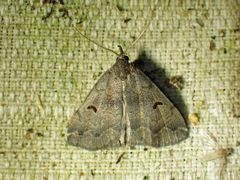 Phalaenostola hanhami