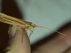 Psychoglypha bella