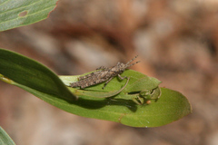 Adreppus fallax