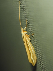 Psychoglypha bella