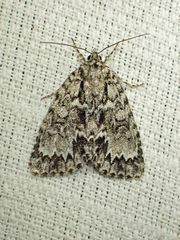 Acronicta fragilis
